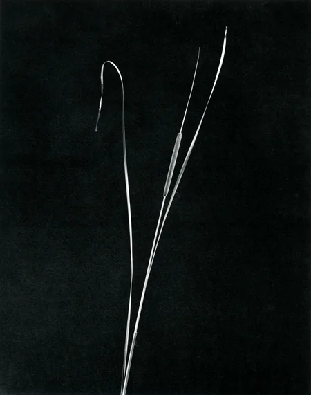 Cattail, 1983