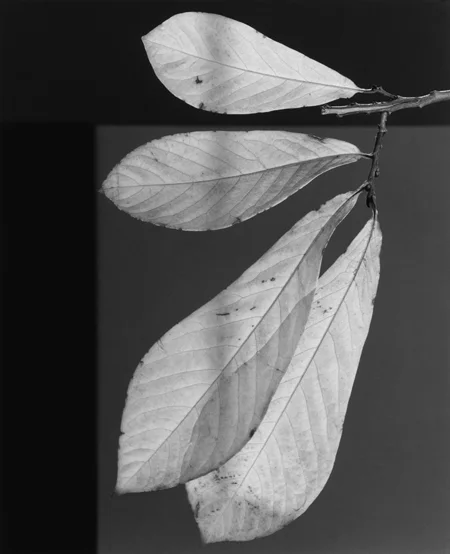 Leaf (Leaves on Branch), 1987