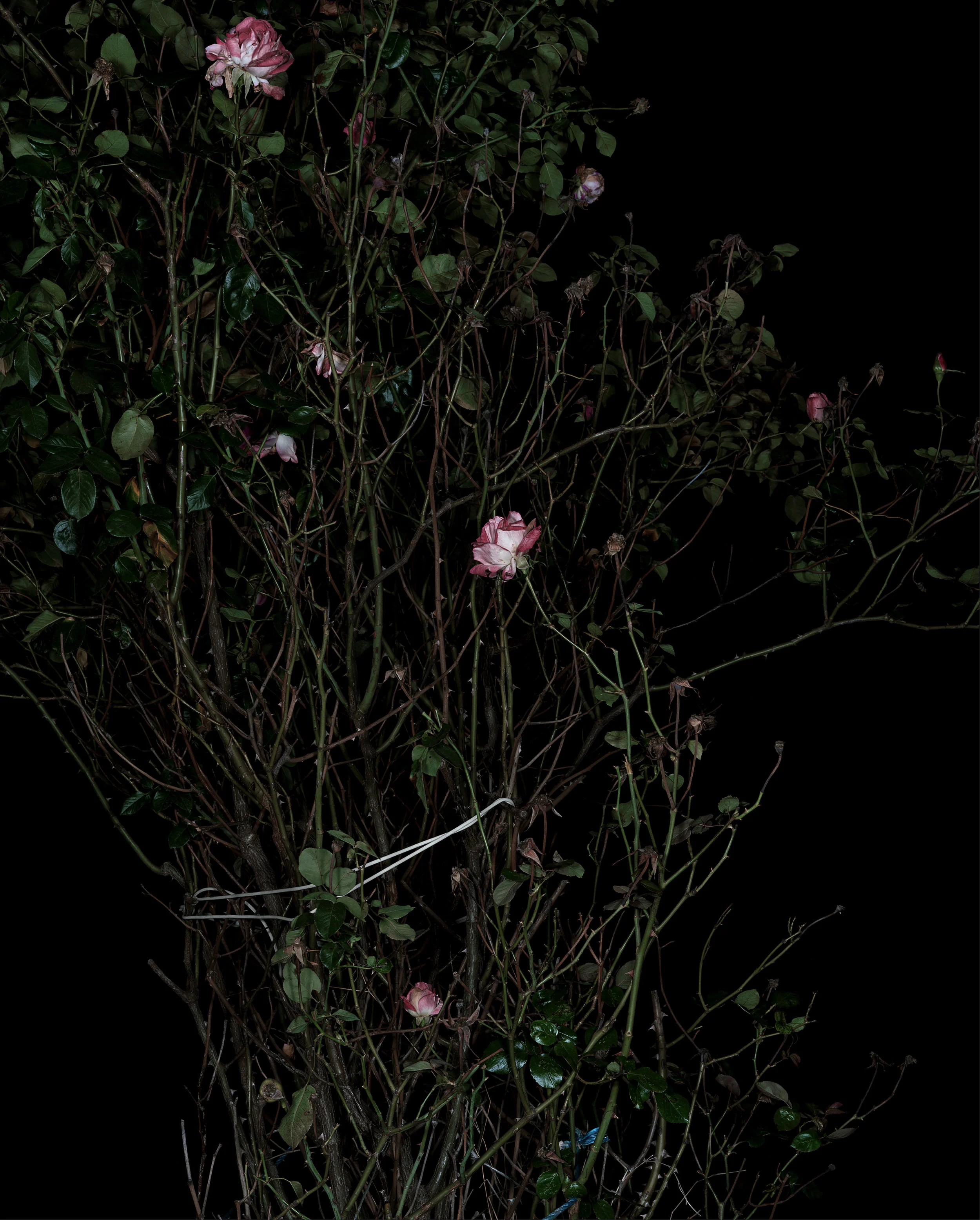 The Rose Gardens (Display) (VII), 2014