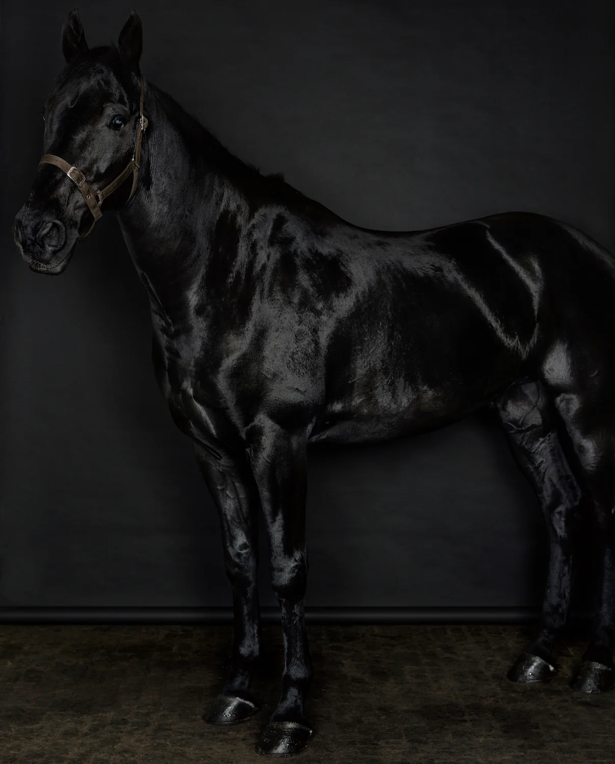 Horse (profile) (black) (II/I) , 2013