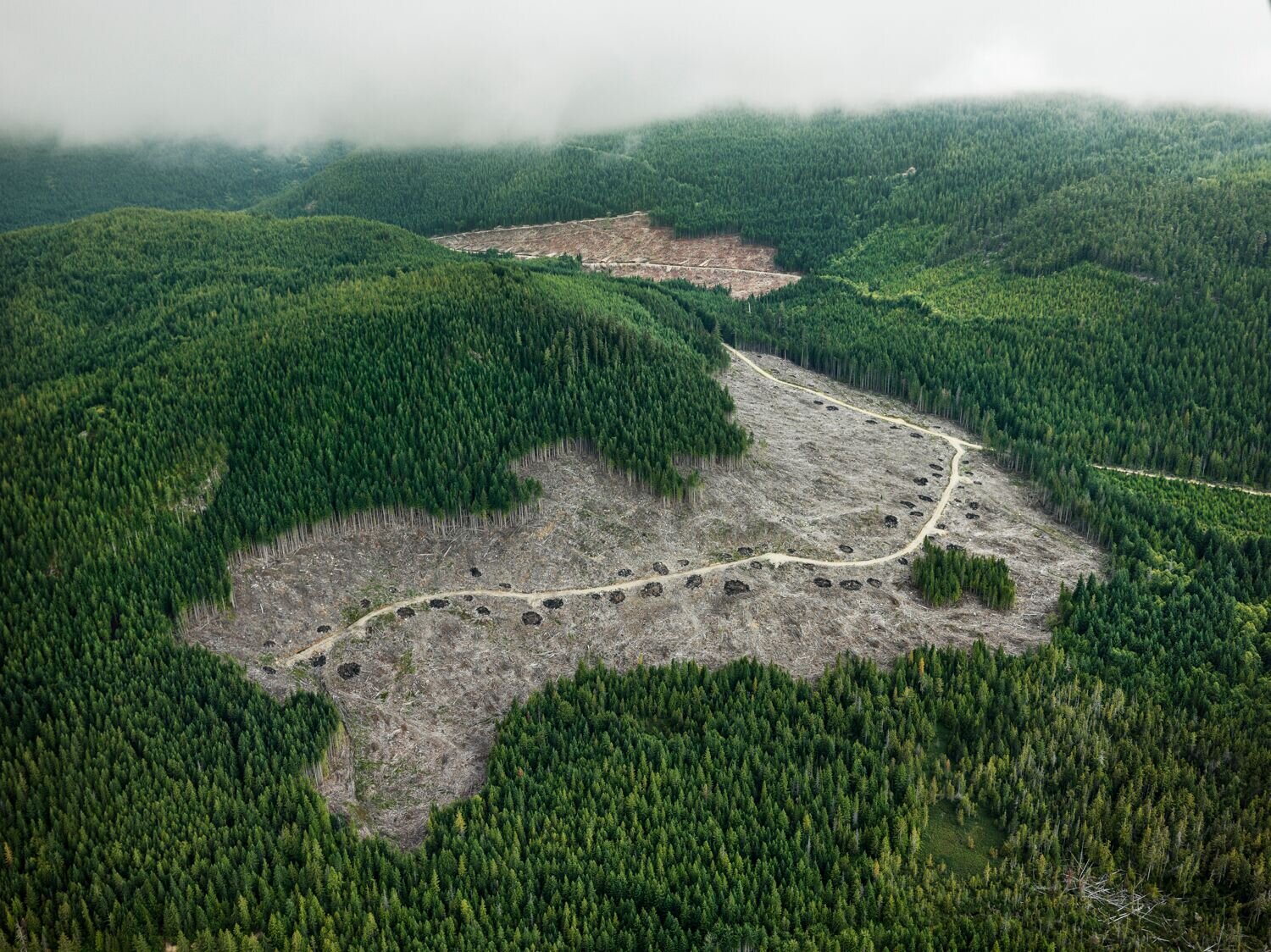  Clearcut #4, Vancouver Island, British Columbia, Canada, 2016 Signed on verso Pigment inkjet print on Kodak Professional photo paper 39 x 52 inches Edition of 9 