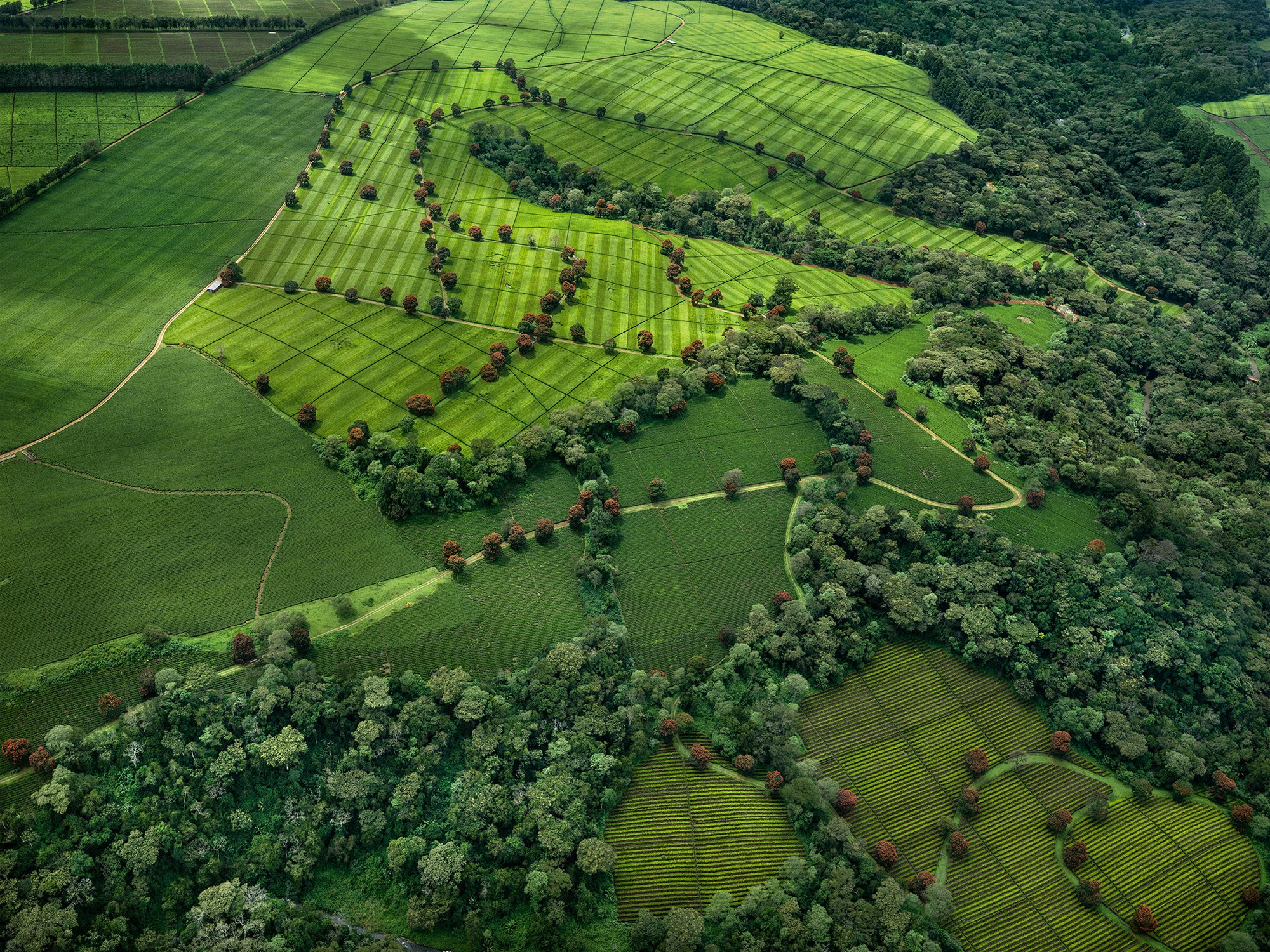 Edward Burtynsky