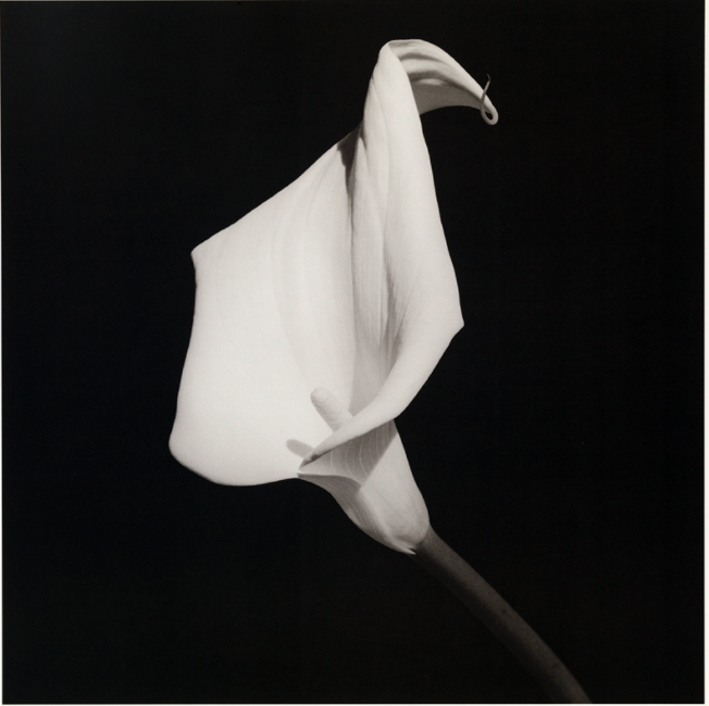  Robert Mapplethorpe (American, 1946-1989)   Calla Lily , 1987 Signed on lower right recto Vintage lithograph 25-7/8 x 25-7/8 inches Edition of 24 plus 6 artist's proofs 