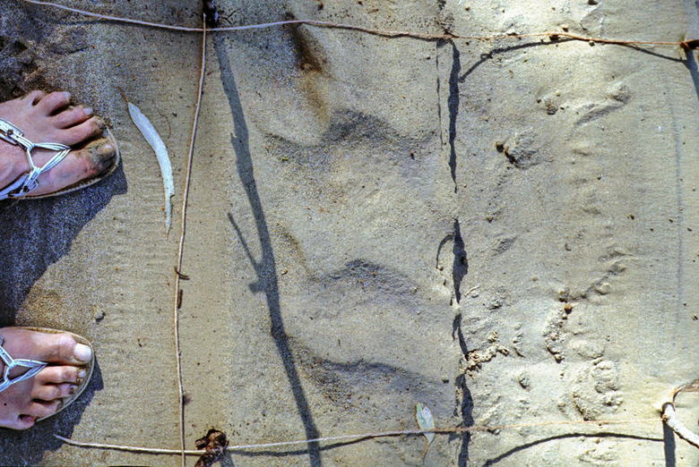 Sample Grid (detail)