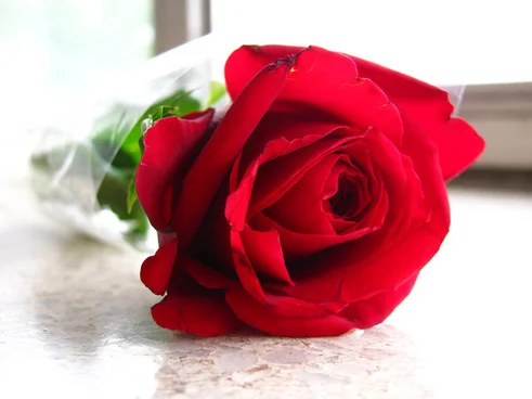 red_rose_516763.jpg