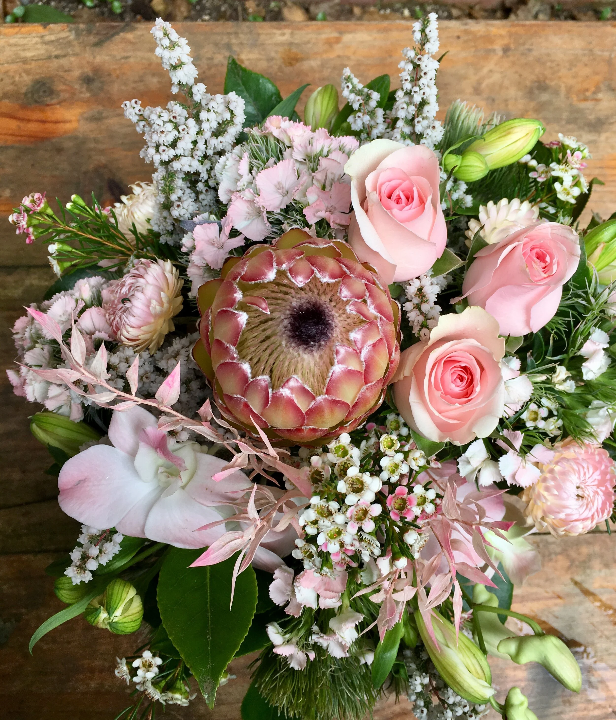 Angelica 2 top view IMG_4194.jpg