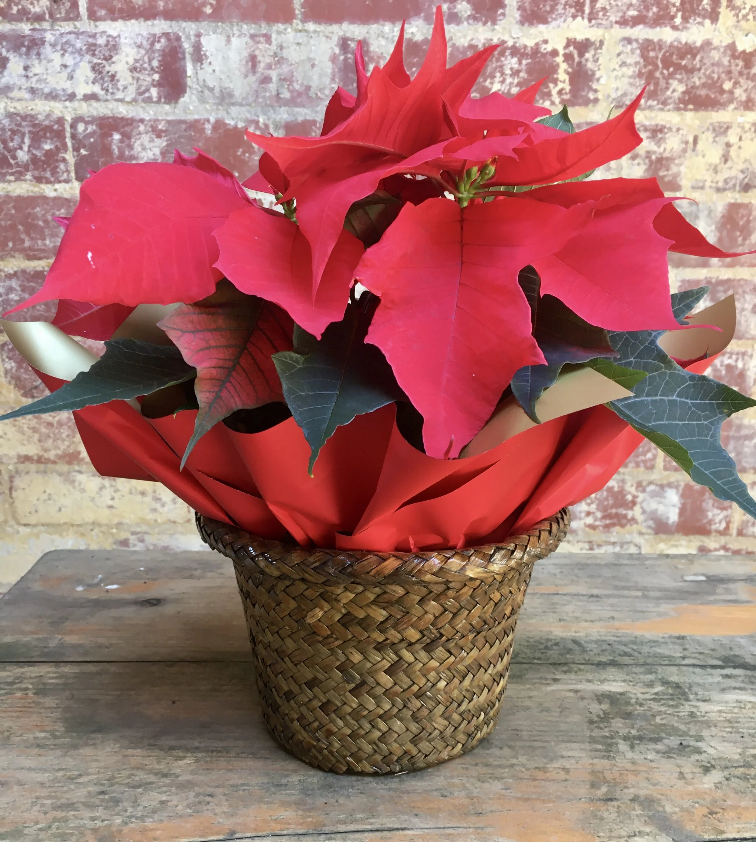 Red poinsettia in woven basket closeup.jpg