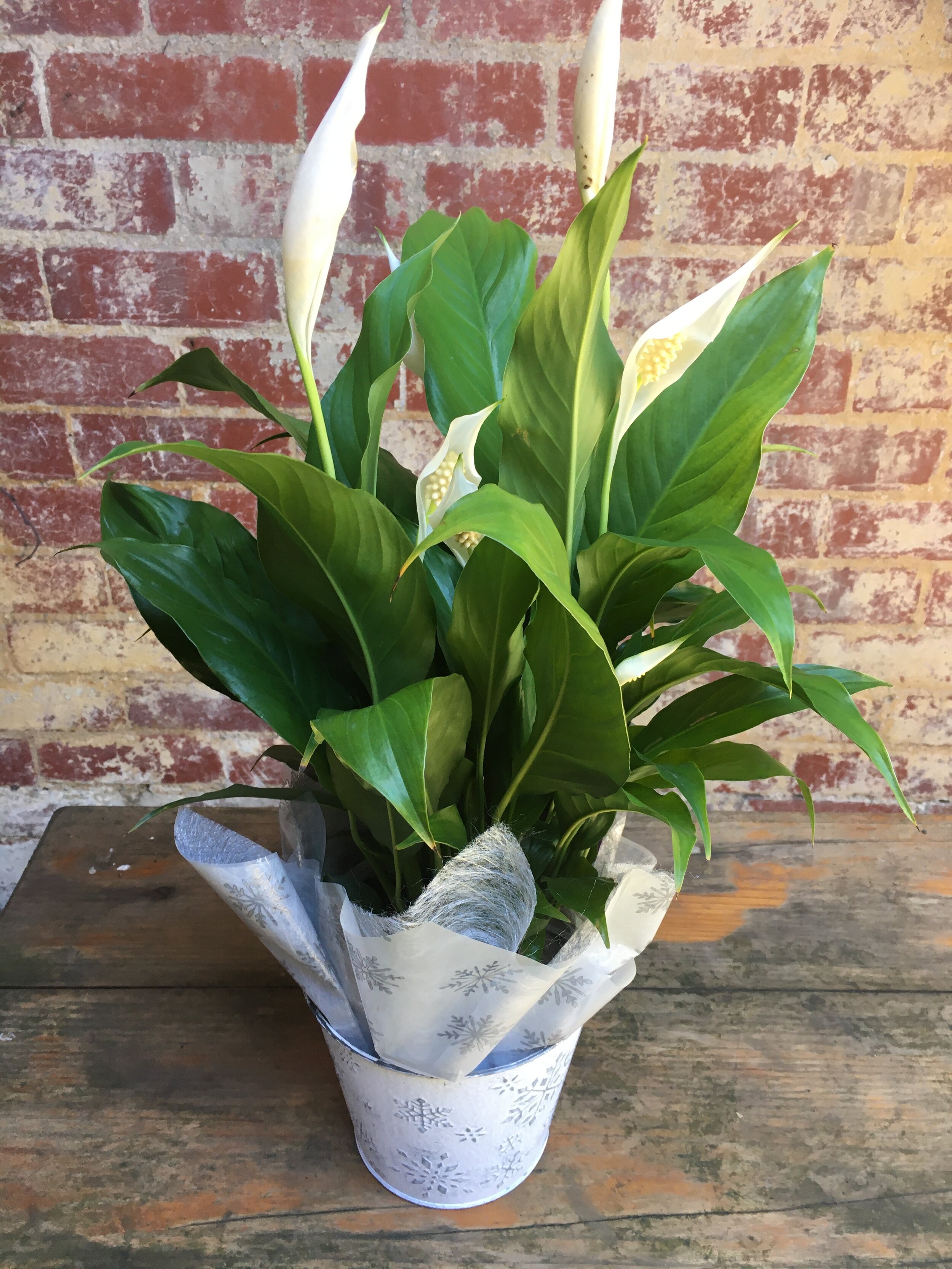 peac lily in metal bucket closeup.jpg