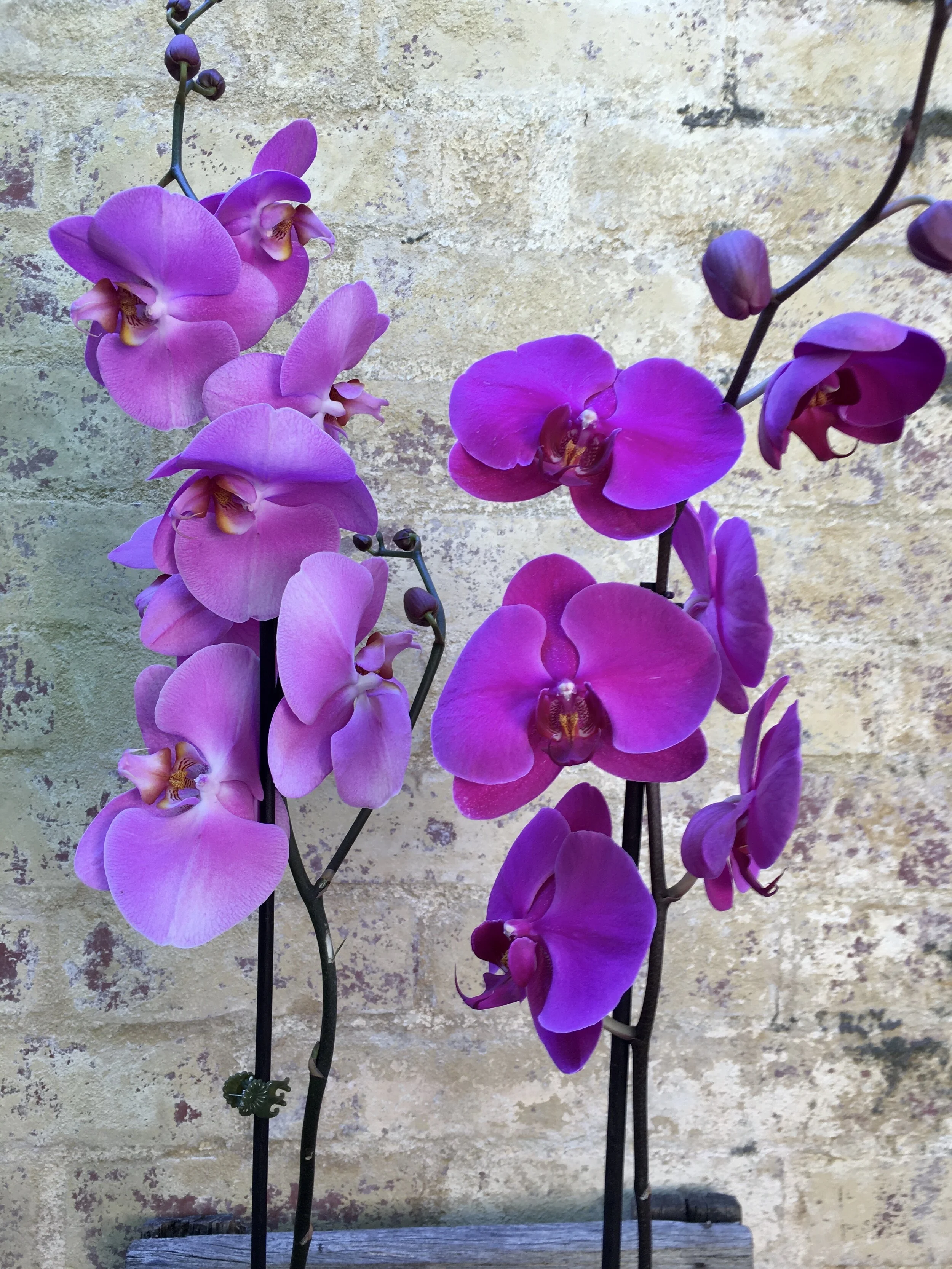 tall phalenopsis orched plants in pink and purple top half.jpg