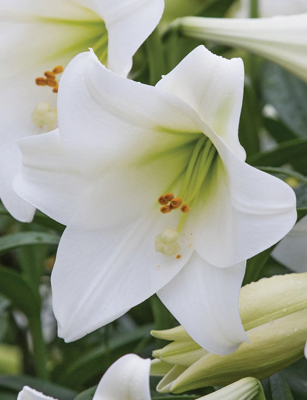 christmas lily closeup LIXLN01.jpg