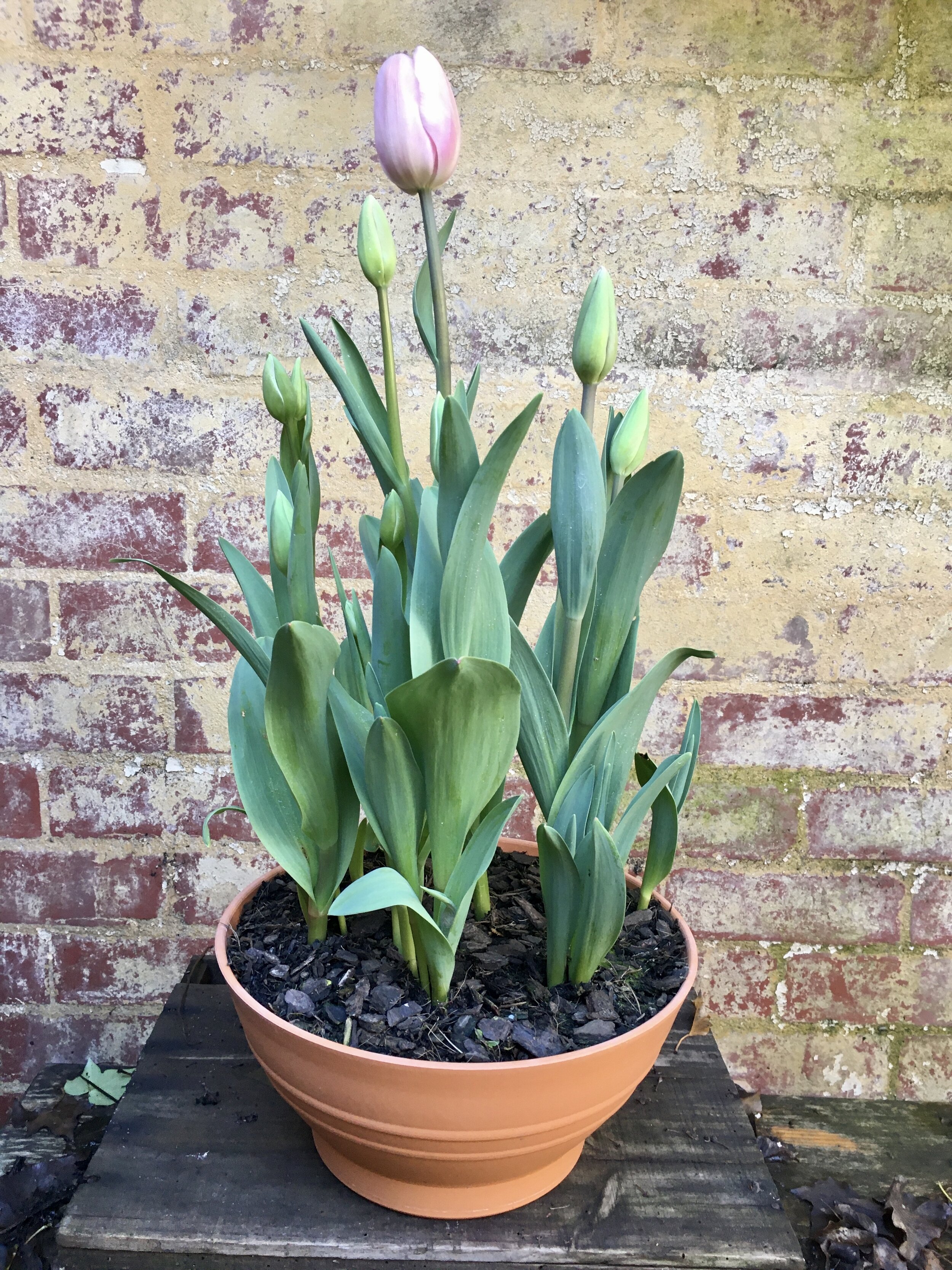 Tulip bowl soft pink.jpg