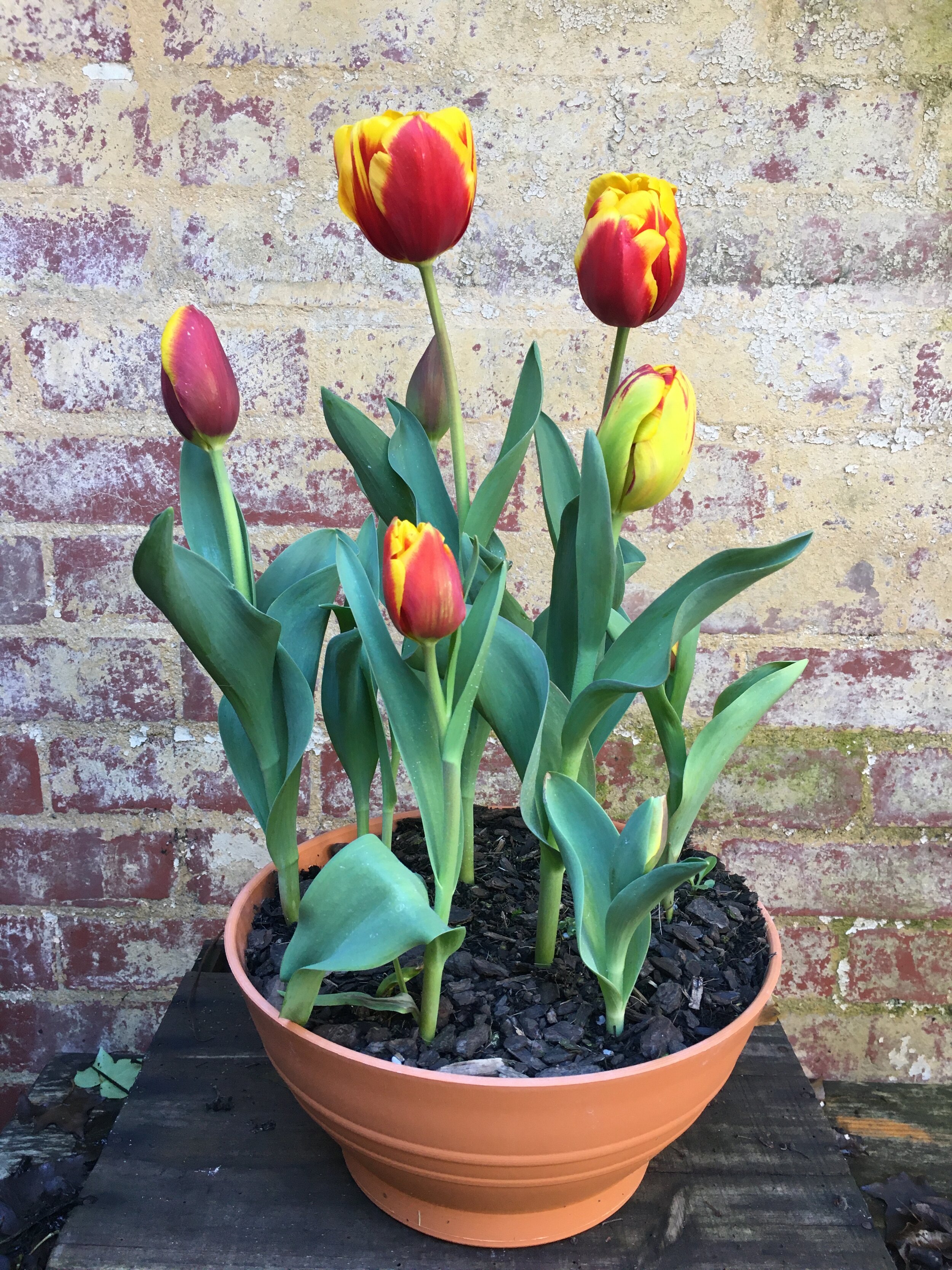 Tulip bowl red yellow bi-colour.jpg