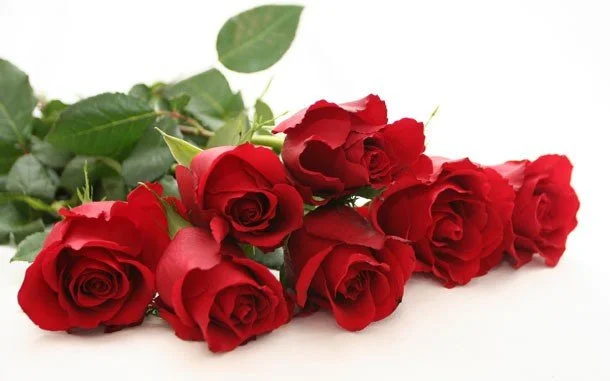 6 red roses loose.jpg