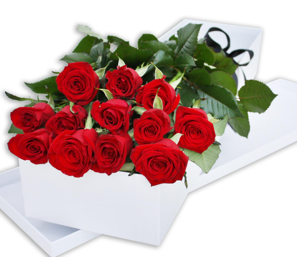 VD 12-Roses on white.png