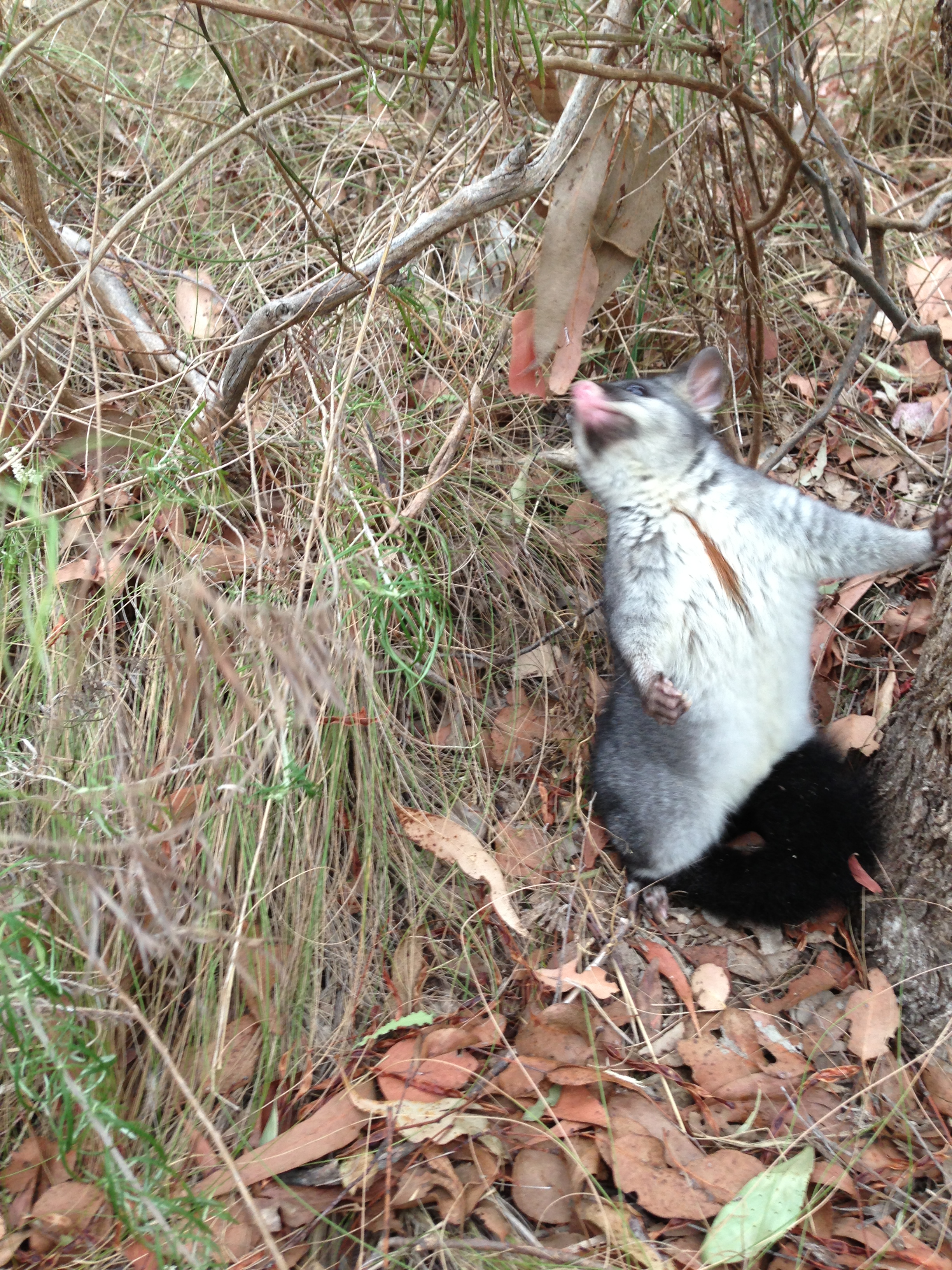 Thomas the day he was released. Sniffling leaves before racing up the tree.