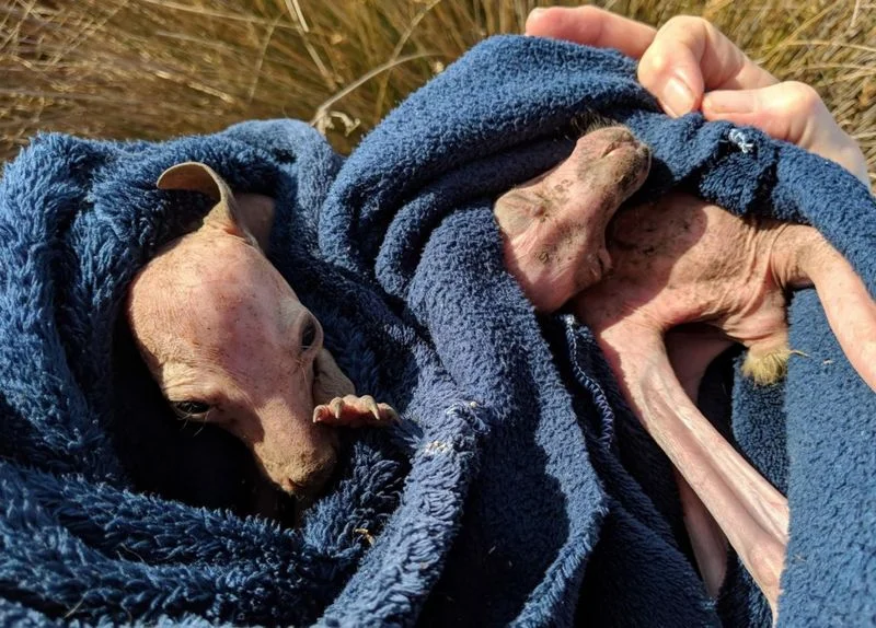 JABS in the news again - this time for TWIN Eastern Grey Joeys