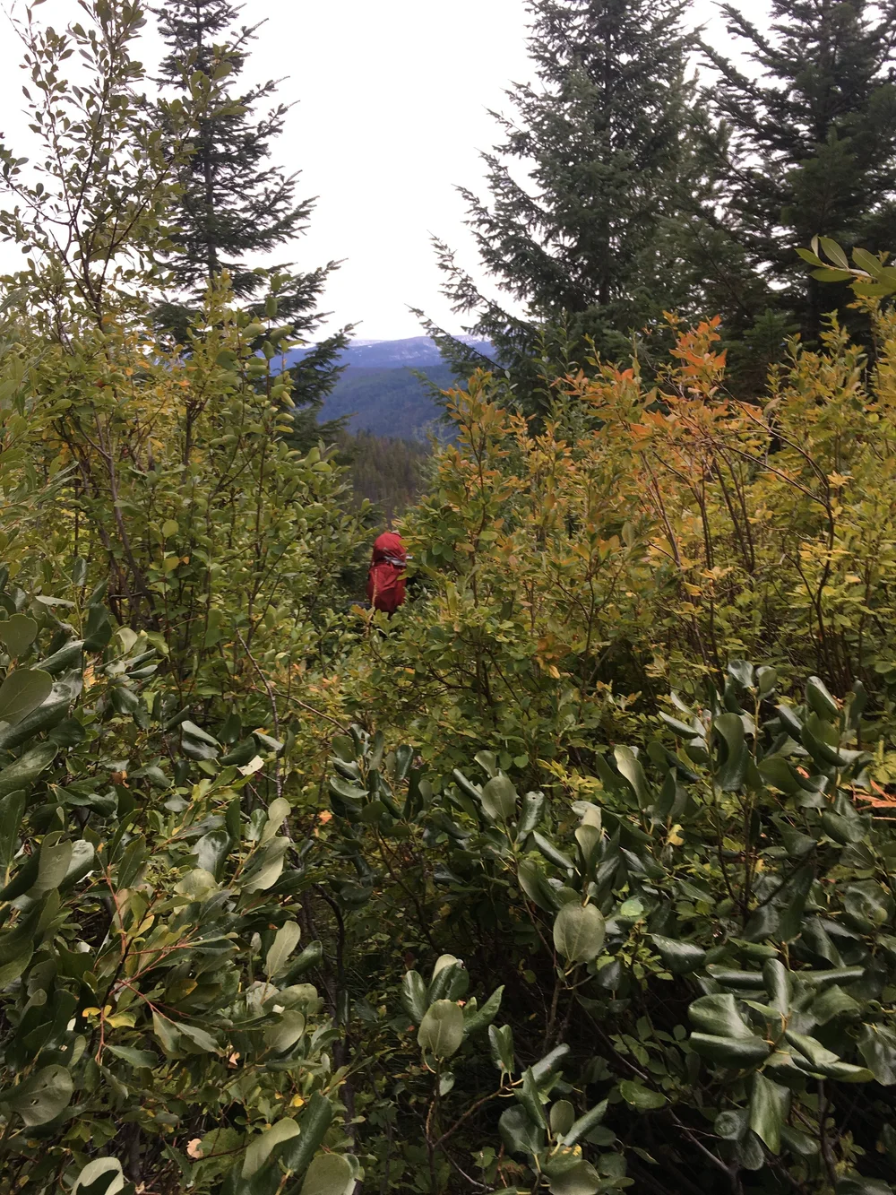 Andrew in the Thicket