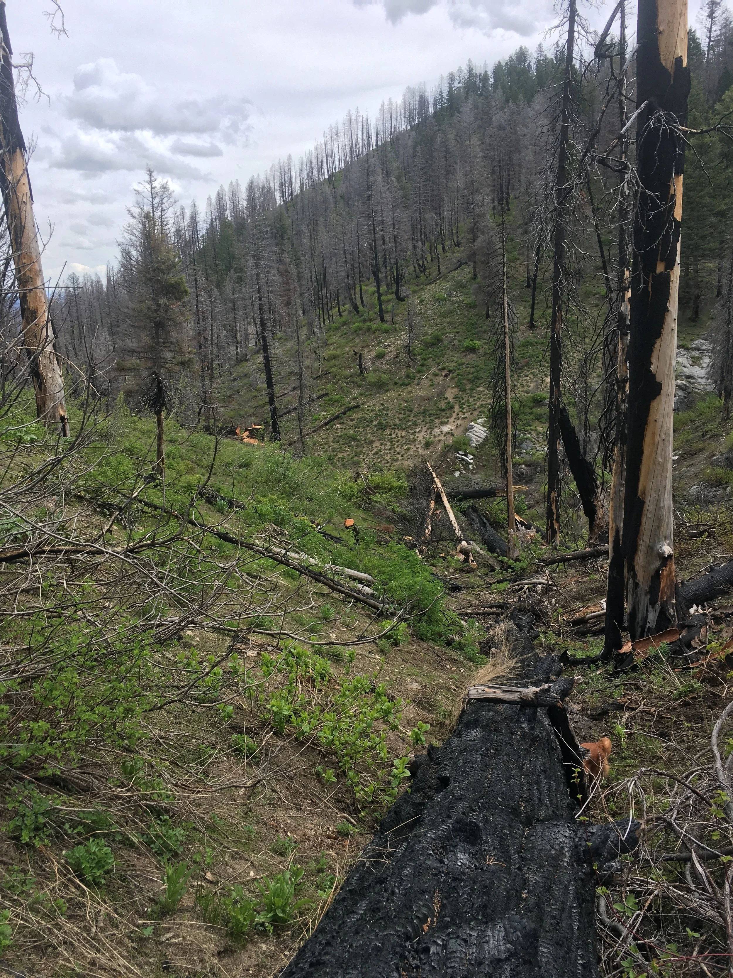 How Do You Pick A Place to Hunt?  Management Units Explained