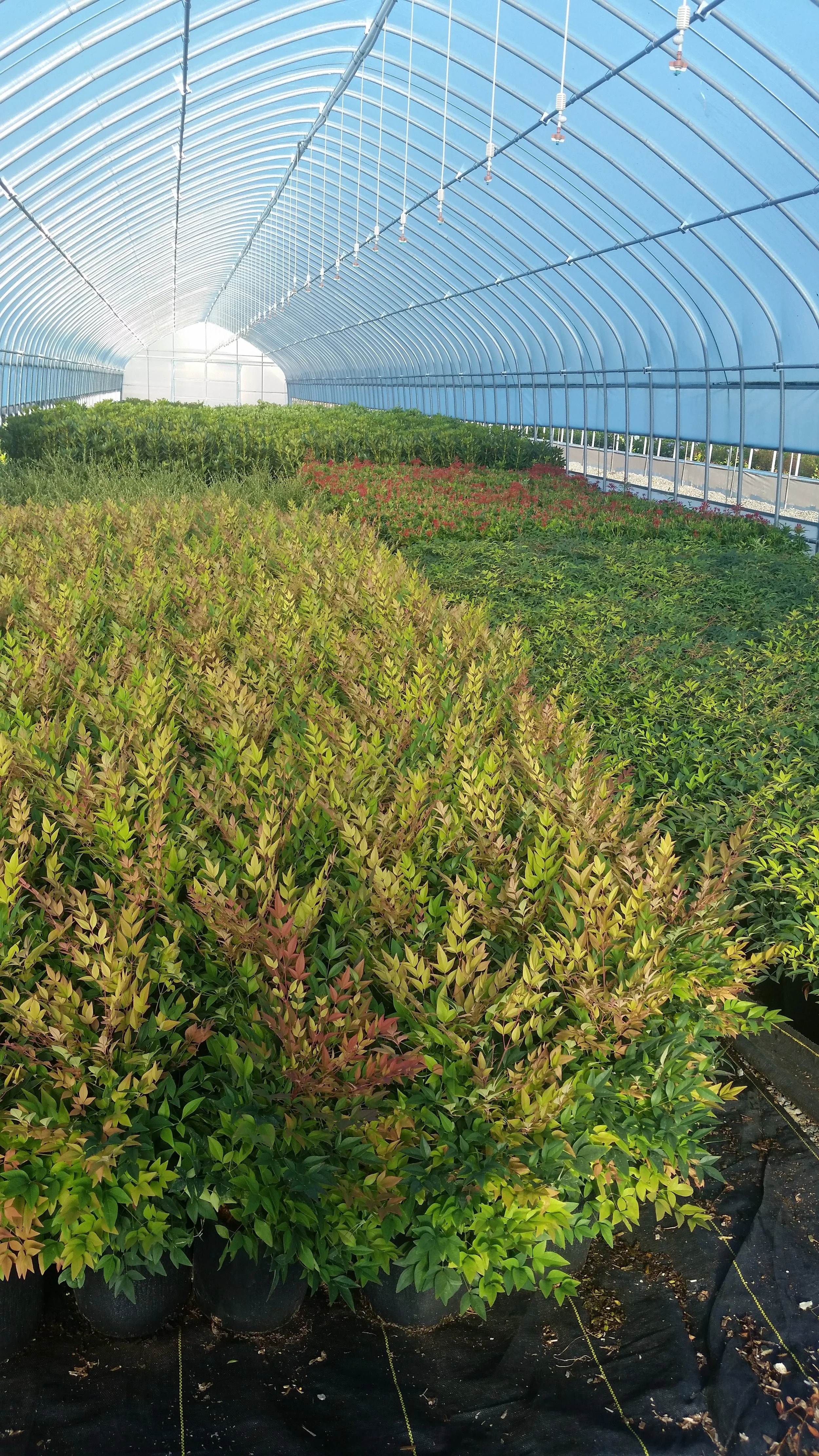 A-One Shrubs Nursery Ltd.