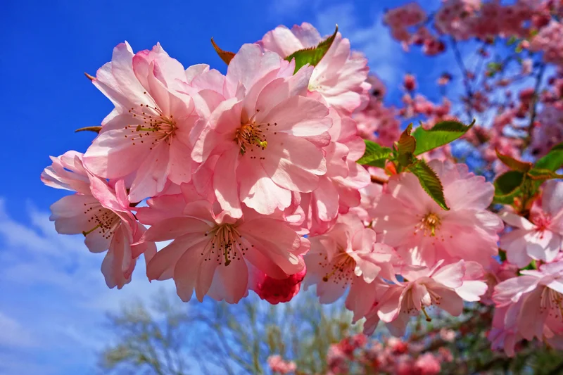 cherry-blossoms.jpg