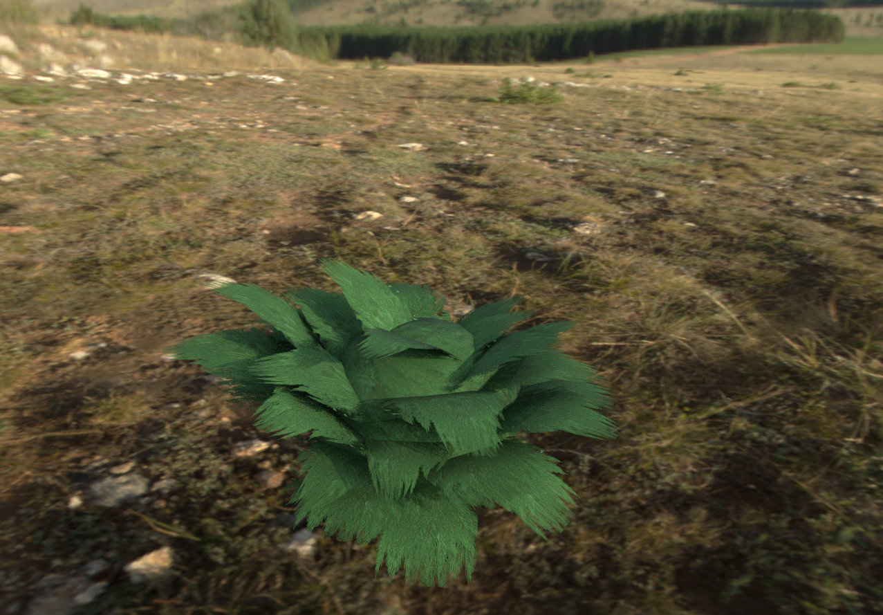 juniperbush.PNG