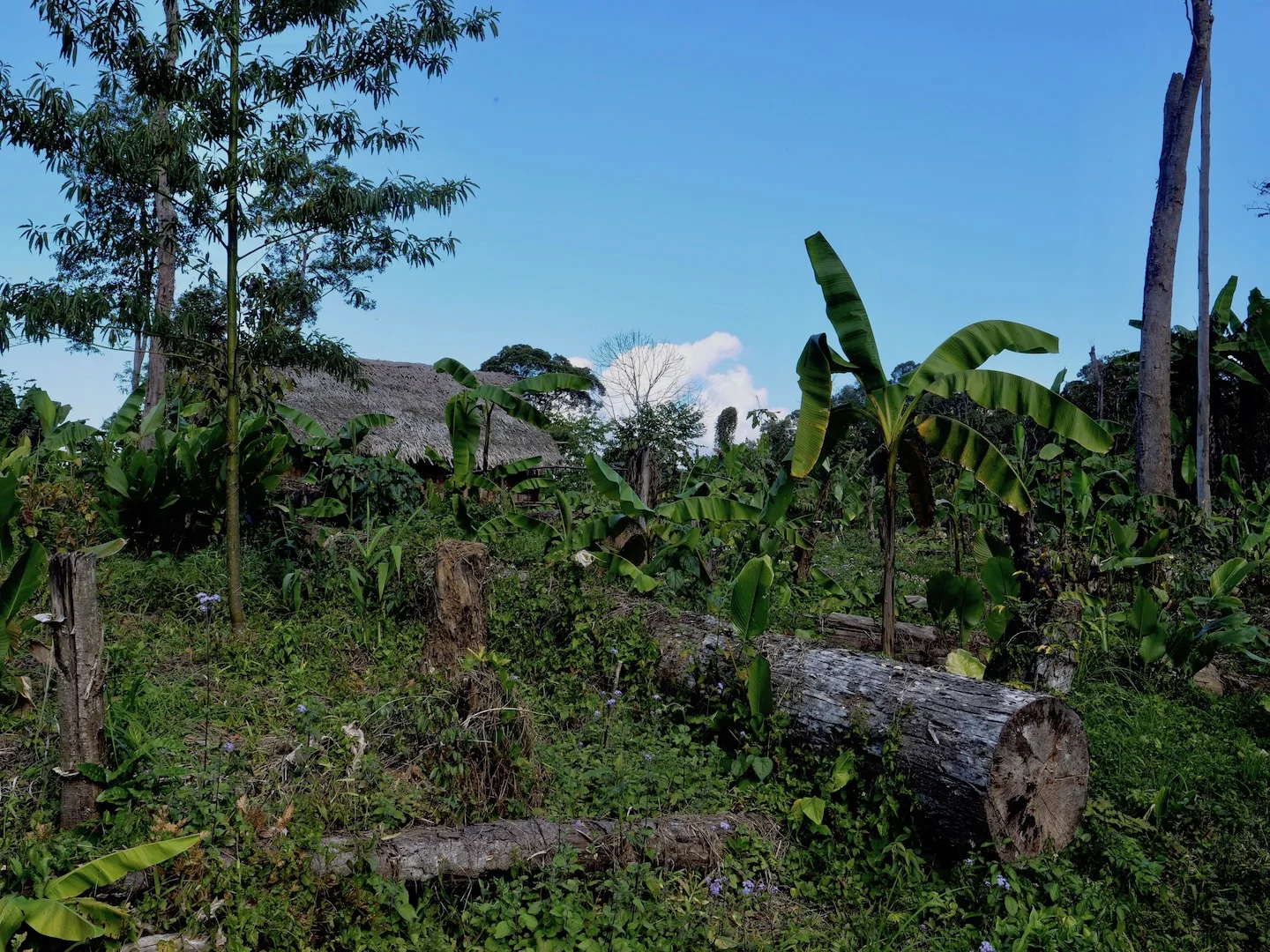 Mountain Farm