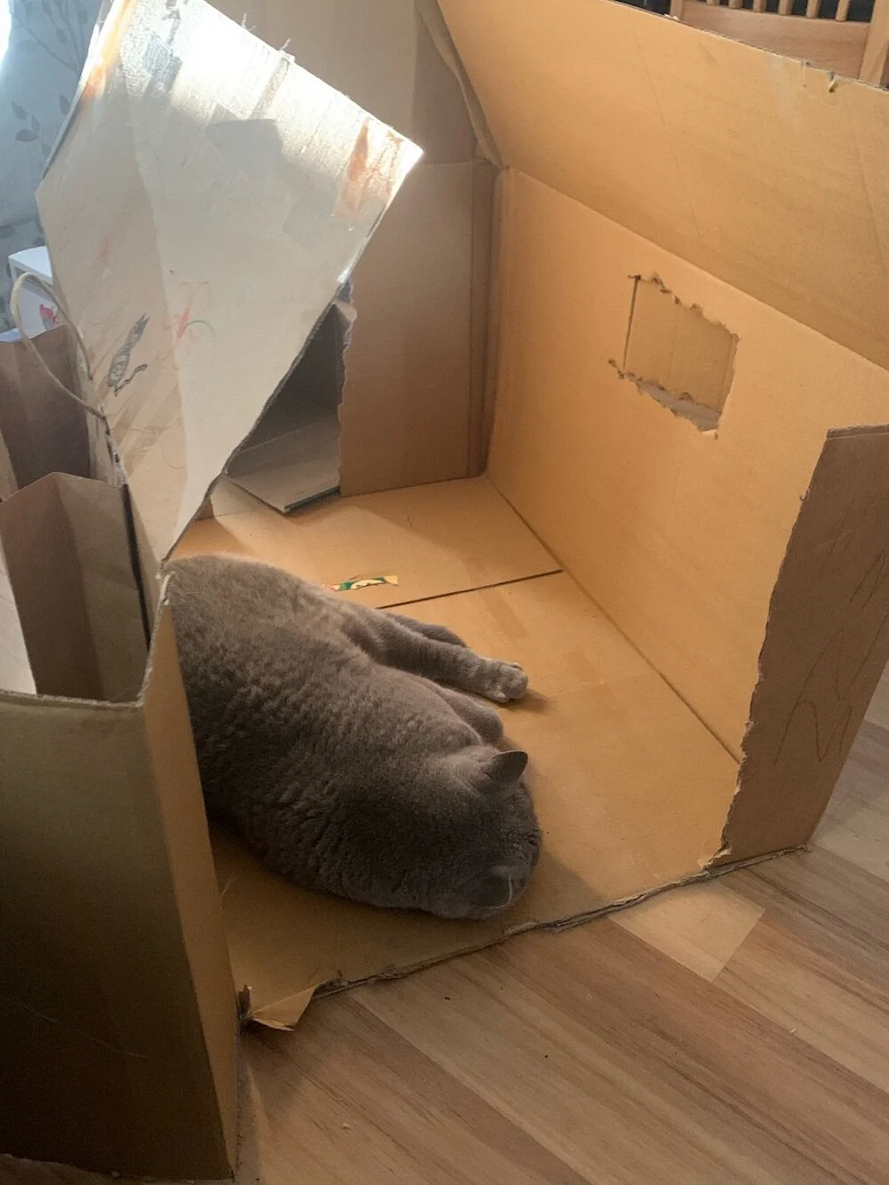 CatBox.jpeg