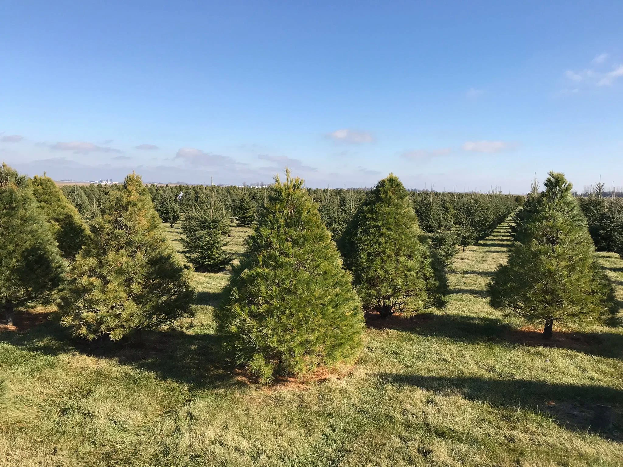 <広大な敷地に植えられたたくさんのクリスマスツリーの木から、お気に入りを探して自分で伐採します>