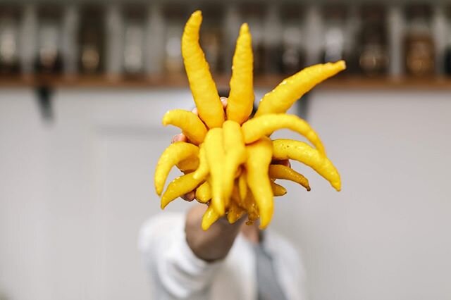 Wishing you a fresh and zesty 2020 - just like this fragrant Buddha's Hand - Happy New Year y'all! @grantandersondotme⁠
⁠
#portersgin #porters #distillery #gindistillery #gingin #drinkoftheday #ginfans #ginandtonic #drinkoftheday #ginaddict #gintasti