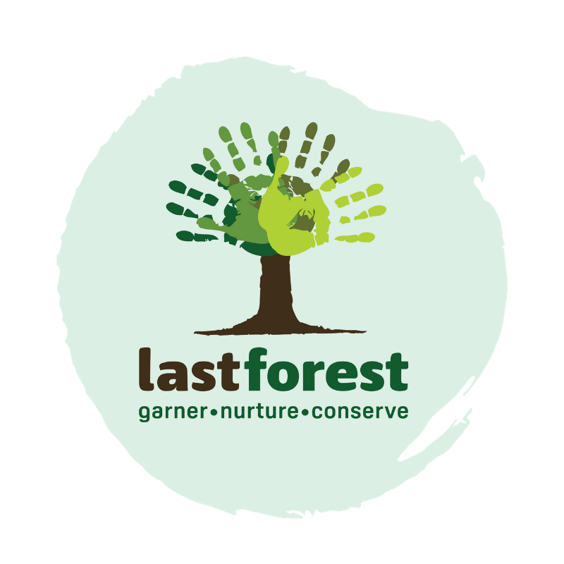 Last Forest (1).png