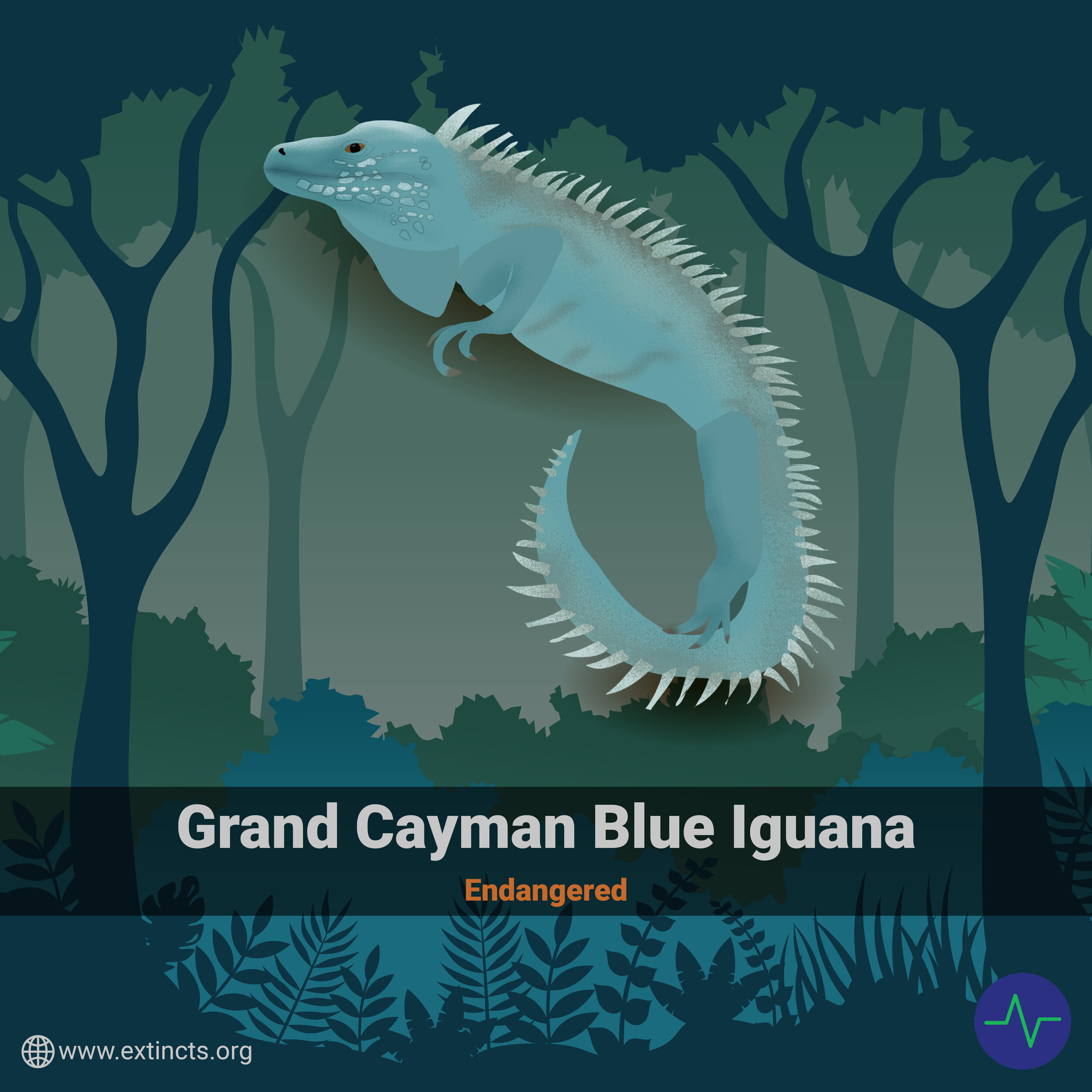 Grand Cayman Blue Iguana - 1@300x-100.jpg