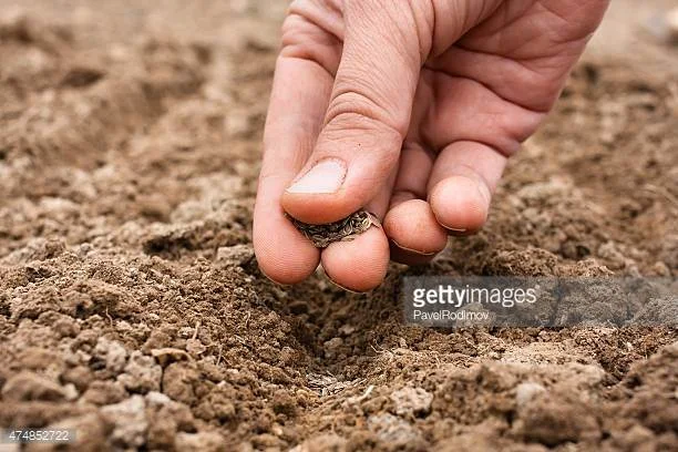 Carbon Farming: Grazing cattle in union with nature