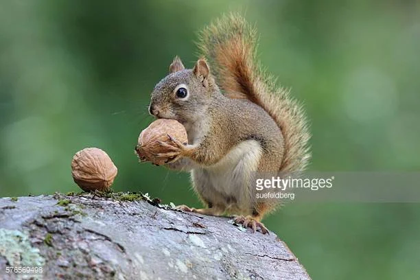 Alien invasion: squirrels, hyacinths and new growth