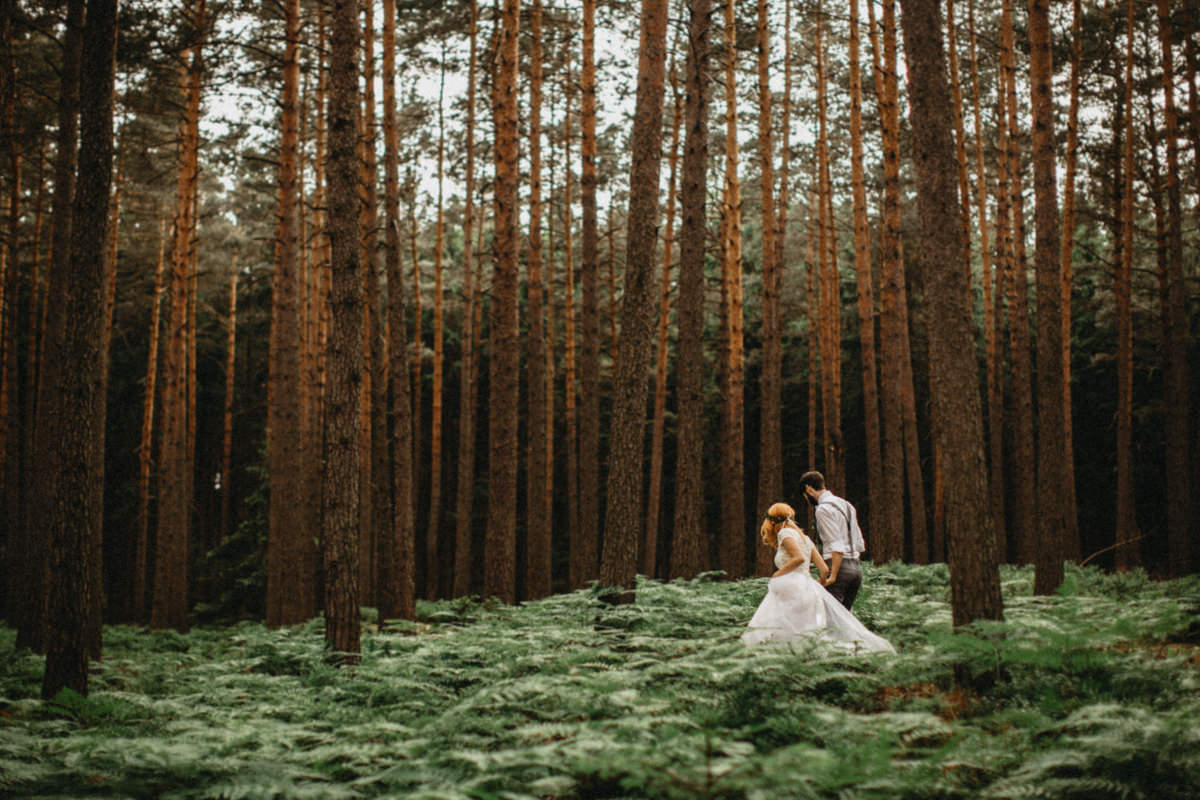 redwoods and moss