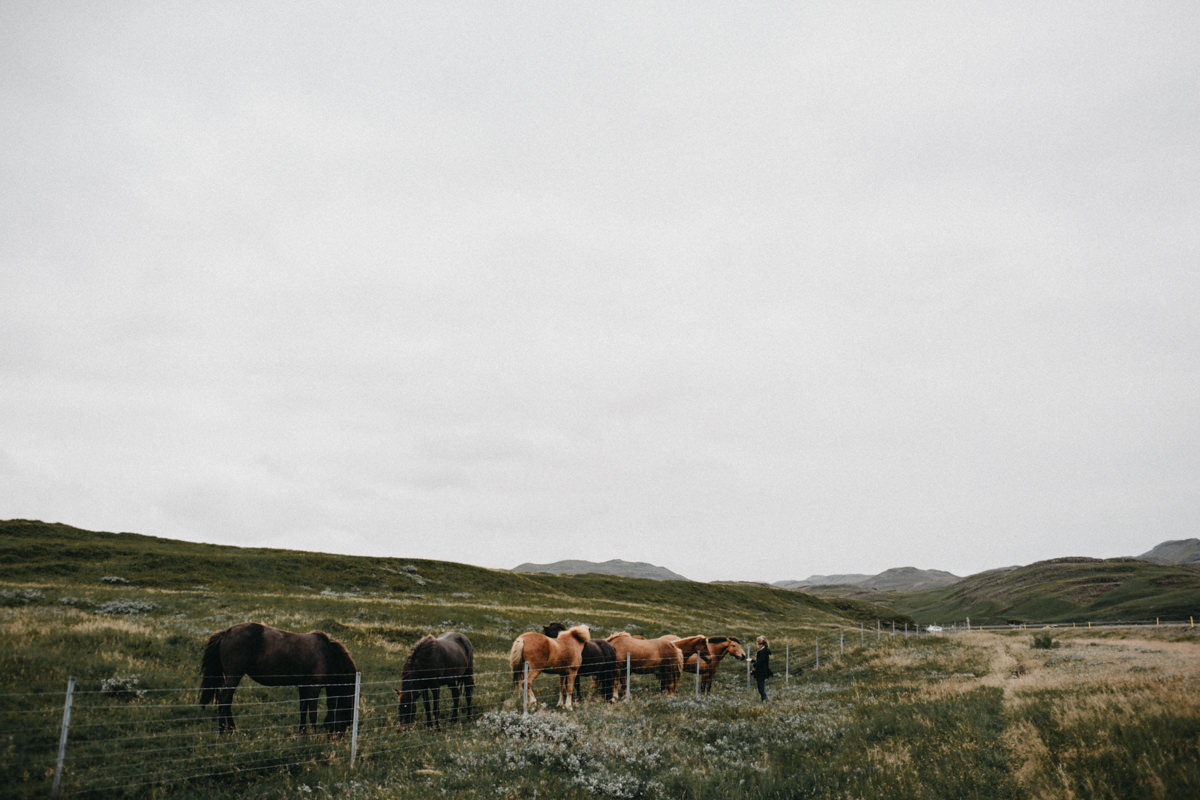 horses on the side of the road