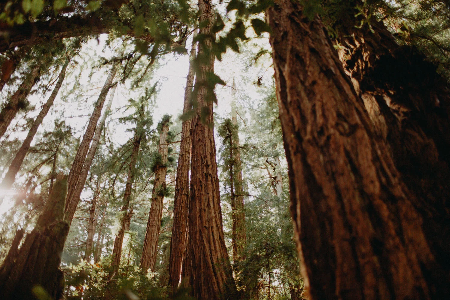 redwoods in california