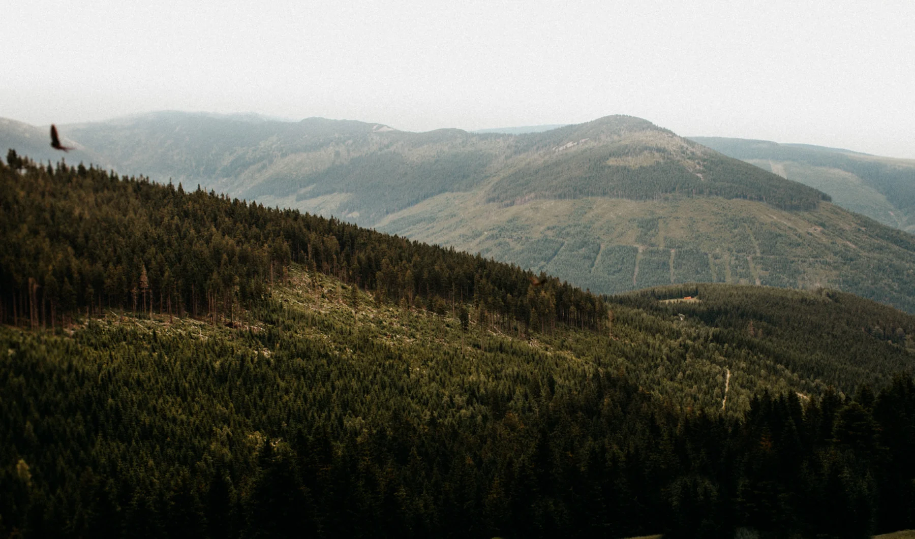 beautiful view on the mountains and an eagle flying by