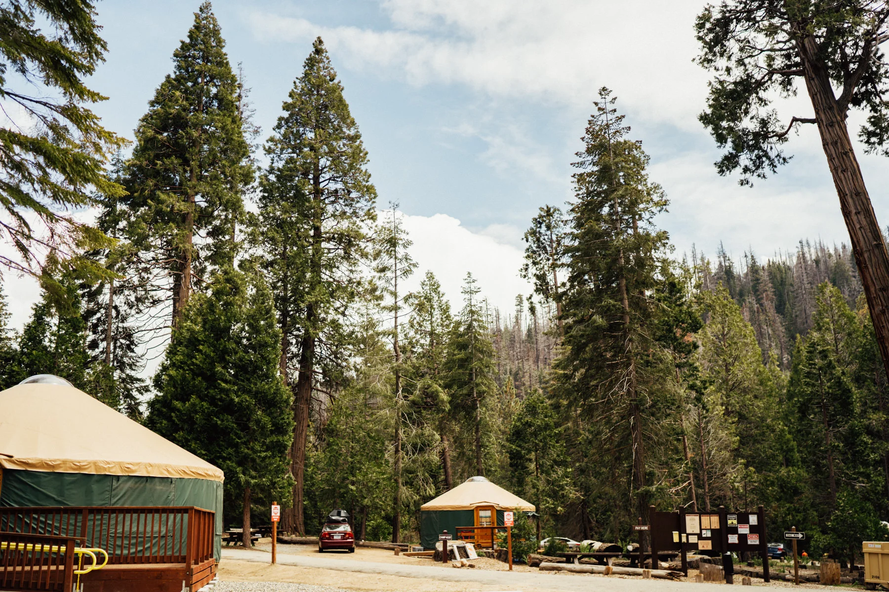 sequoia national park elopement-005.jpg