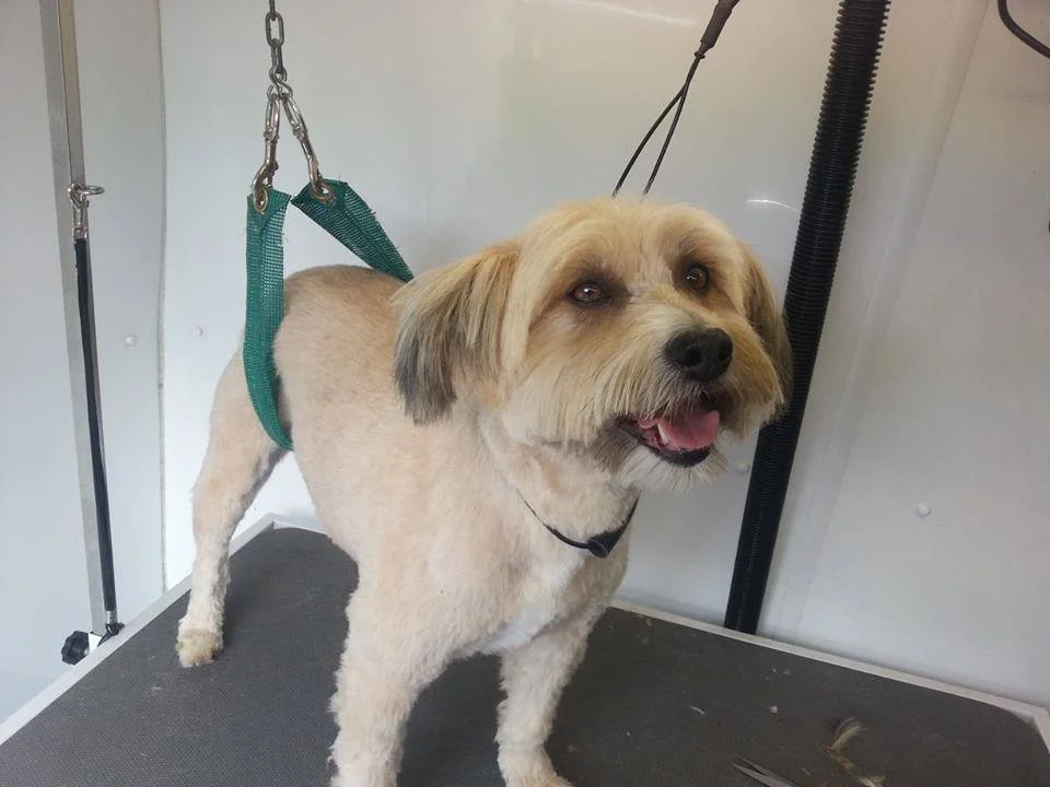 mobile dog grooming gorey