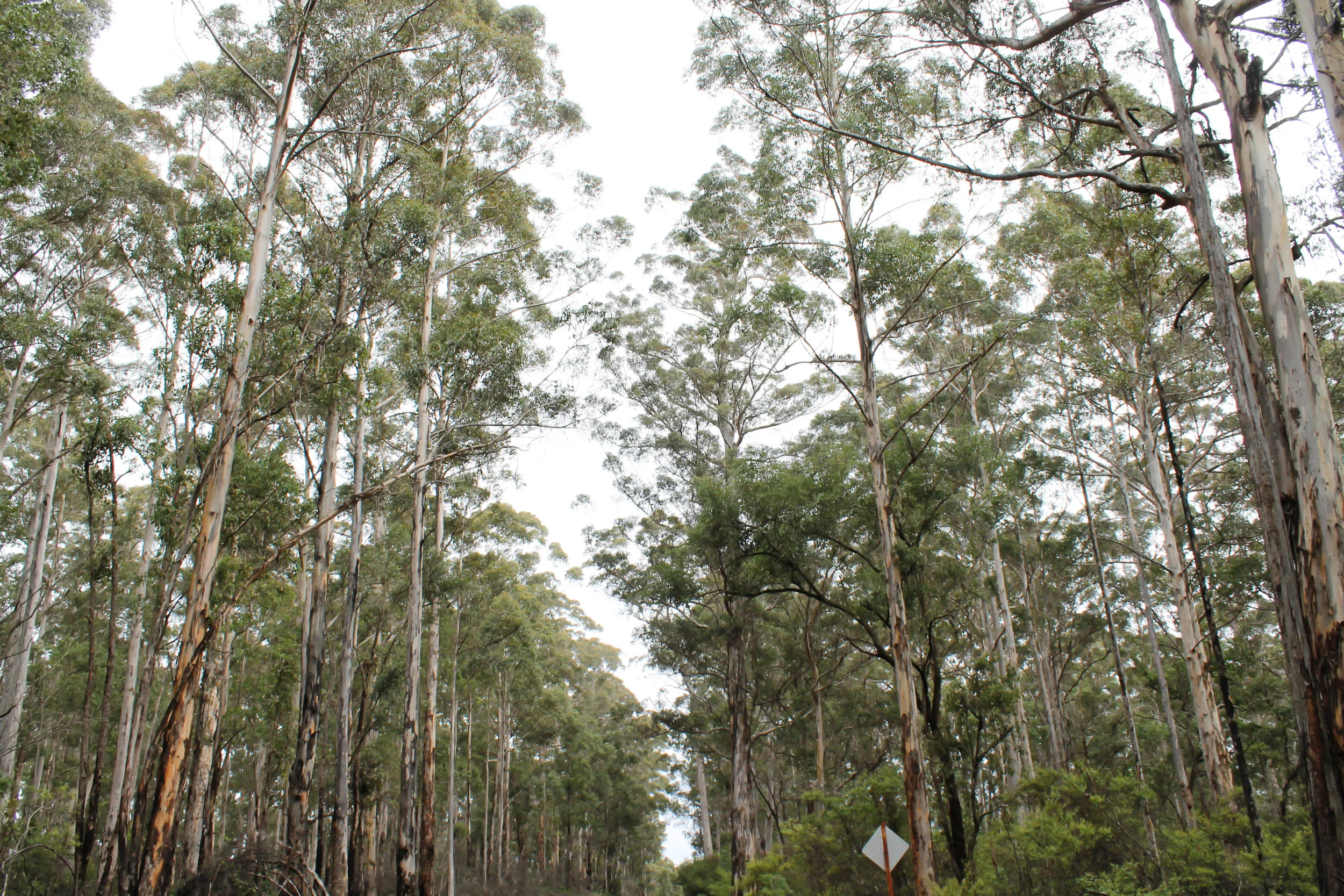 Donnelly River