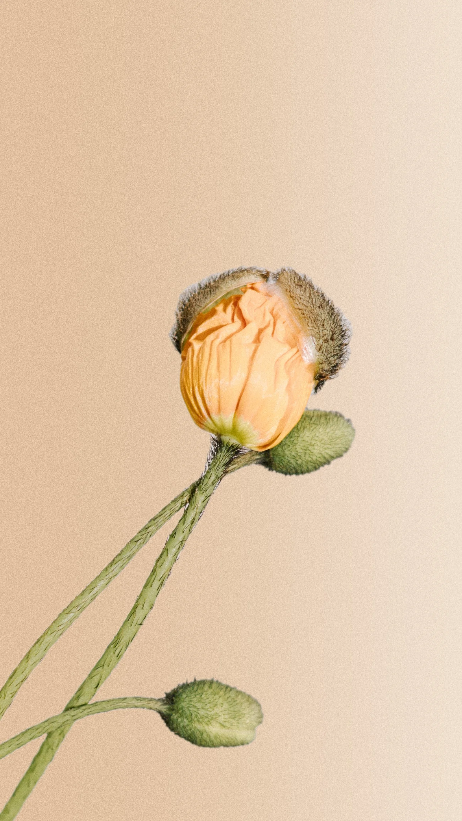 Poppy on gradient.jpg