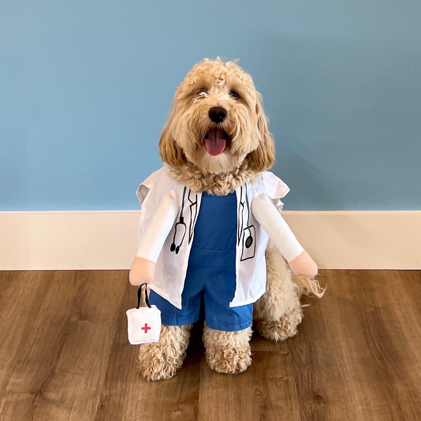 Happy National &ldquo;bring your dog 🐾 to work day&rdquo; from Dr. Ziggy. Dr. Jeff&rsquo;s dogtor 🐶 stopped by to say 👋🏻. We hope everyone had a great Friday! 
&bull;
&bull;
&bull;
&bull;
&bull;
#tgif #happynationaltakeyourdogtoworkday #legacyort