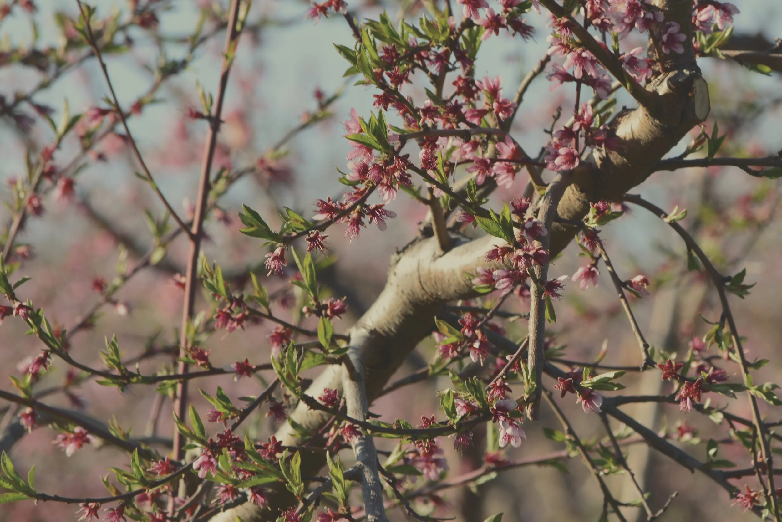 Bud Burst Pears