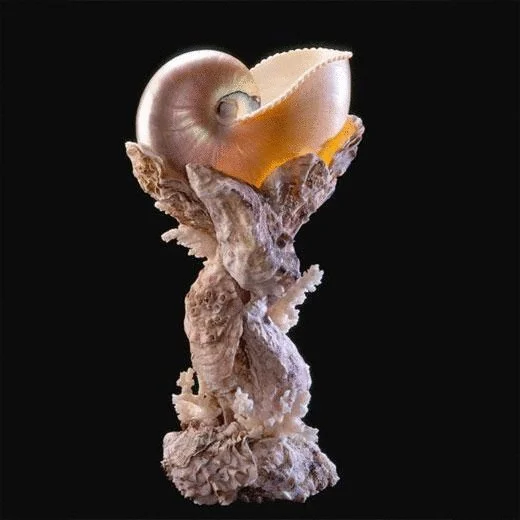 Shell Work — TARQUIN BILGEN