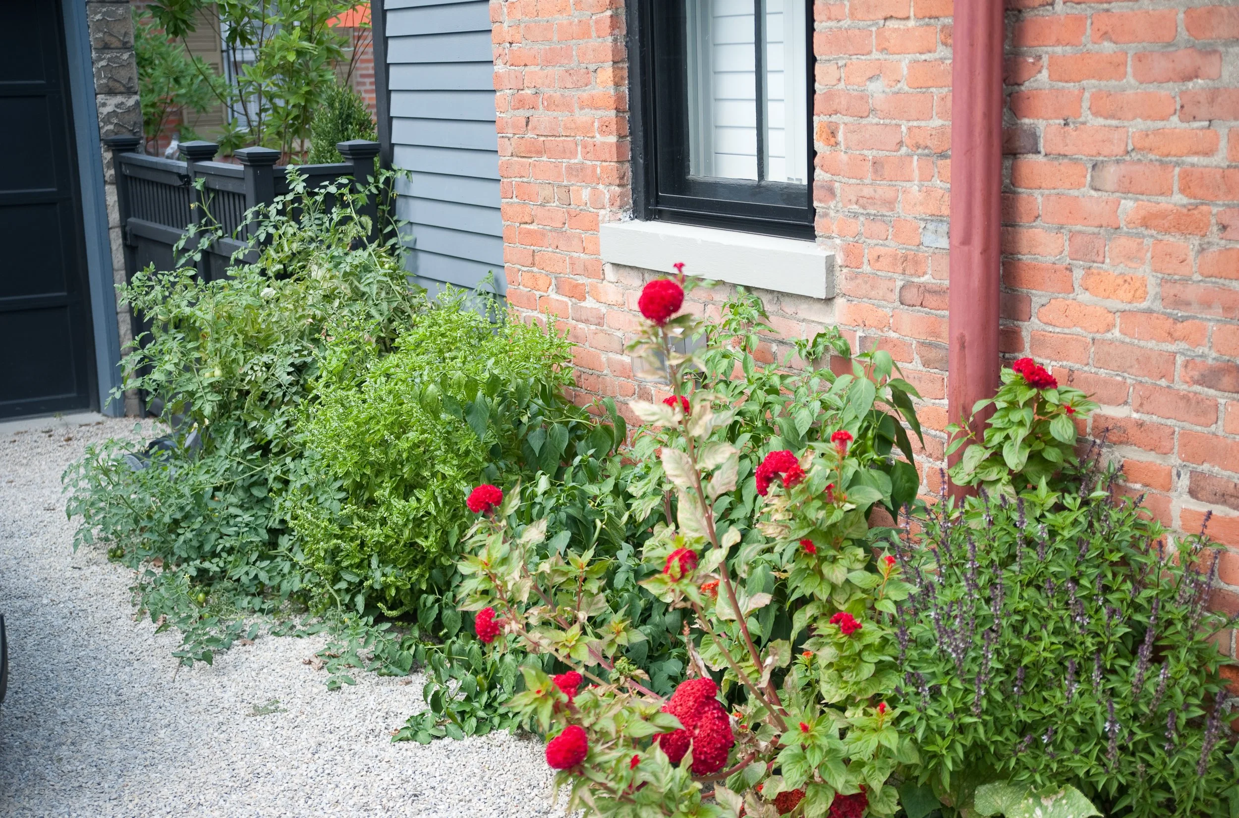 A garden with red and purple flowers in front of a brick house wall, with a window and a downspout visible.
