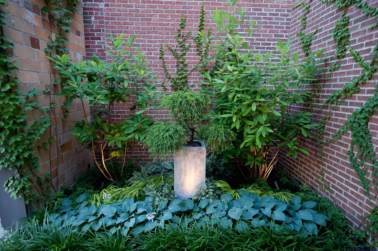 A small urban entry way and courtyard with beautiful new landscape design.