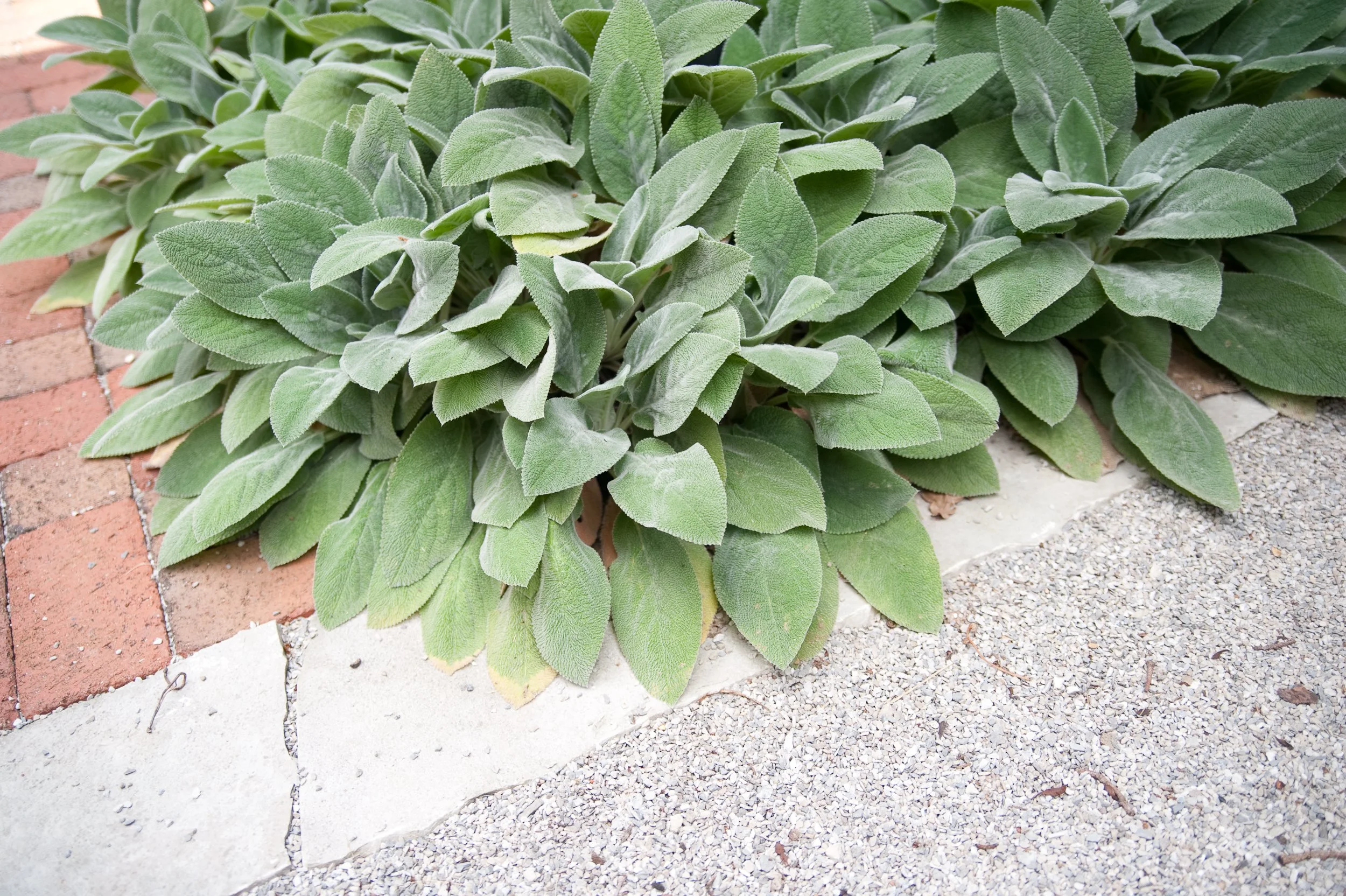 Close-up of a lush green sage plant growing in a garden bed with brick and gravel edging.