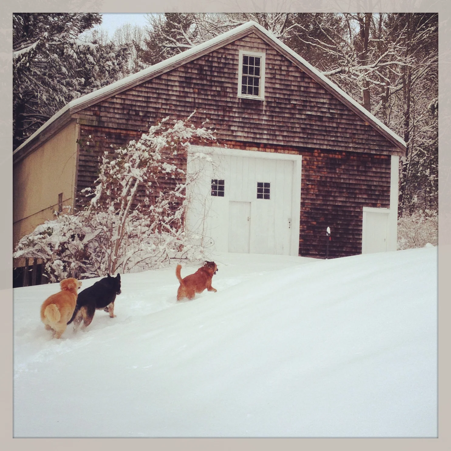 Does My Dog Need a Coat? 