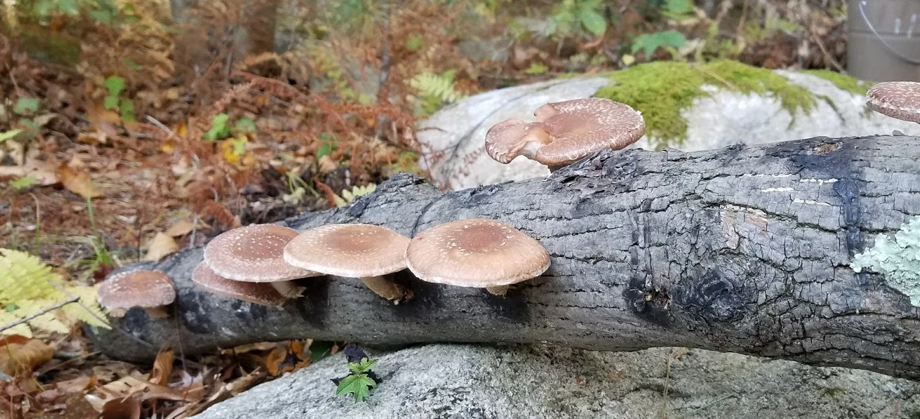 Shitaki mushrooms.jpg