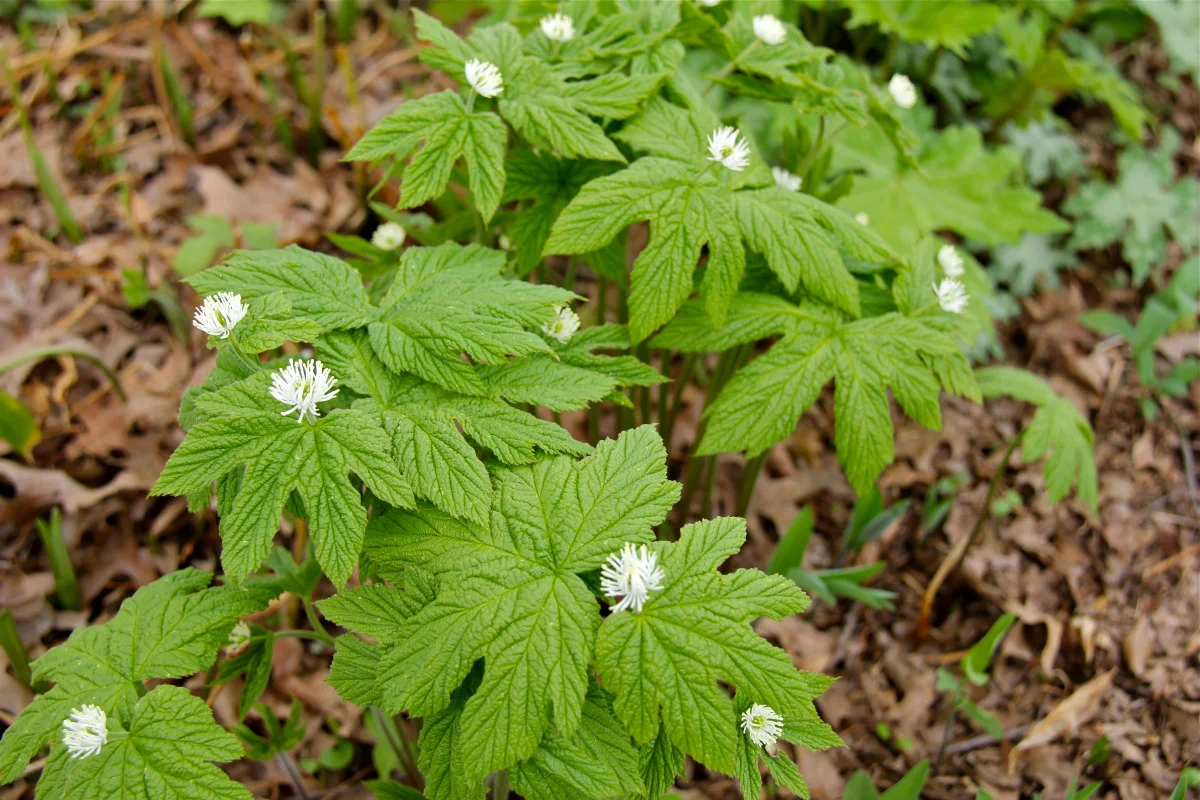 goldenseal-photo.jpg
